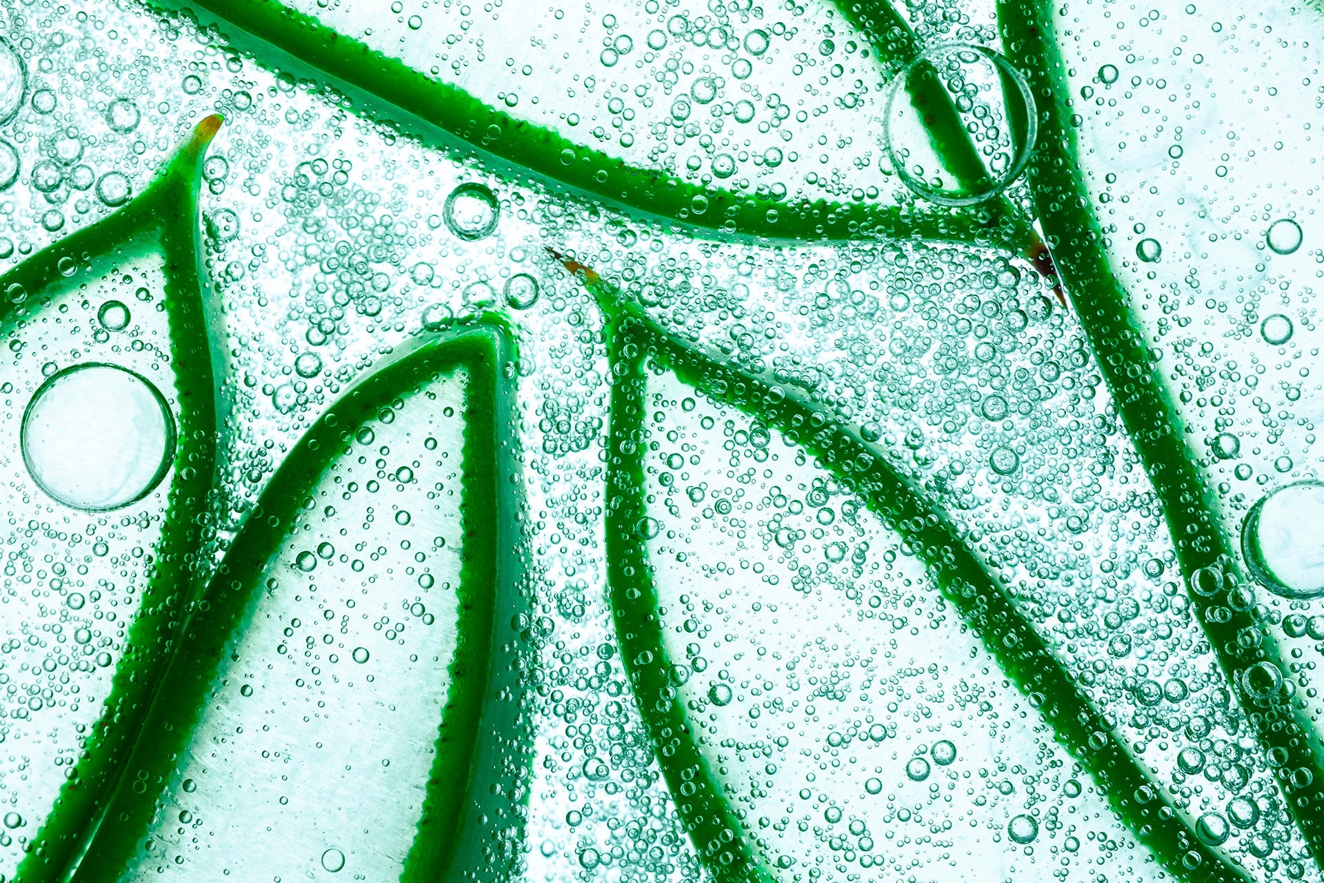 L’Aloe Vera : un allié sous-estimé pour vos sourcils ?